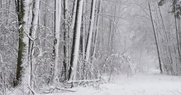 Hermoso invierno nevado bosque caducifolio durante el día de tormenta de nieve — Vídeo de stock