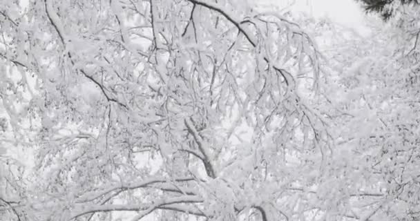 Όμορφο χειμερινό χιονισμένο φυλλοβόλο δάσος κατά τη διάρκεια χιονισμένη ημέρα χιονοθύελλας — Αρχείο Βίντεο