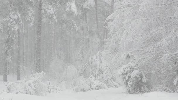 Hermoso bosque nevado de invierno durante el día de tormenta de nieve — Vídeos de Stock