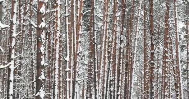 Zimowy śnieżny las iglasty w śnieżny dzień — Wideo stockowe
