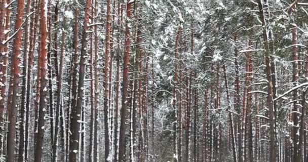 Zimowy śnieżny las iglasty w śnieżny dzień — Wideo stockowe