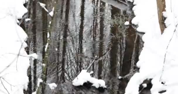 Ρεύμα στο Χειμερινό Δάσος. Ροή του λιωμένου νερού ανάμεσα στο χιόνι. Προσέγγιση της άνοιξης στην ευρωπαϊκή φύση — Αρχείο Βίντεο