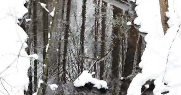 Strömma i vinterskogen. Flödet av smältvatten bland snö. Vårens infallsvinkel i den europeiska naturen — Stockvideo