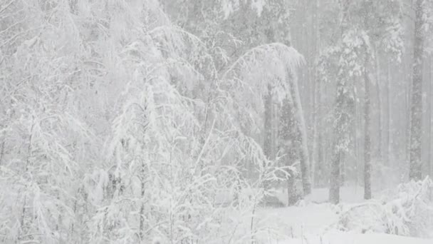 Hermoso bosque nevado de invierno durante el día de tormenta de nieve — Vídeos de Stock