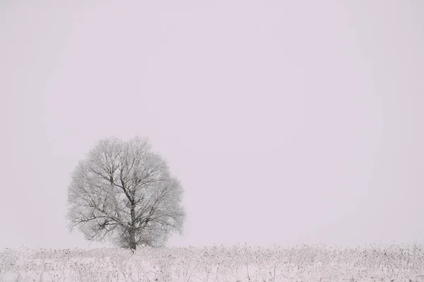 Lonely Tree In Snow-covered Field In Winter Frosty Day. Fluffy T