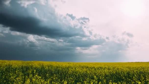 Lantbrukslandskap med blommande raps, oljeväxter i fältsängen under vårsäsongen. Blom av canola gula blommor. Landsbygdens tidsförskjutning, Time-Lapse — Stockvideo