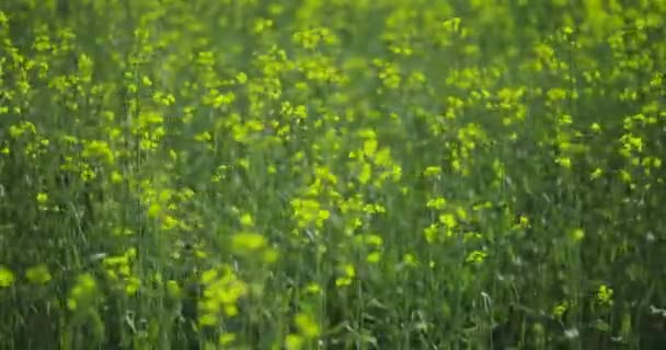 春田草地上盛开的菜籽、油籽的近照。卡诺拉黄色花朵的花朵 — 图库视频影像