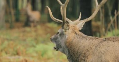 Beyaz Rusya. Geyik ya da Cervus Elaphus Sonbahar Ormanı 'ndaki Rut sırasında Kükreyen Erkek