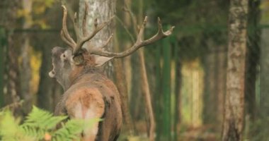 Beyaz Rusya. Erkek Avrupalı Kızıl Geyik ya da Cervus Elaphus Rut sırasında kükrer. Kızıl Geyik Avrupa 'nın çoğunda, Kafkasya Dağları Bölgesi' nde, Asya 'nın bazı bölgelerinde yaşar. Sonbahar Ormanında Erkek Geyik Kükremesi