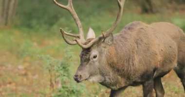Beyaz Rusya. Erkek Avrupa Kızıl Geyiği ya da Cervus Elaphus Sonbahar Ormanında Yürüyor. Kızıl Geyik Avrupa 'nın çoğunda, Kafkasya Dağları Bölgesinde, Asya' nın Bazı Bölgelerinde Yaşar