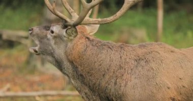 Beyaz Rusya. Erkek Avrupalı Kızıl Geyik ya da Cervus Elaphus Rut sırasında kükrer. Kızıl Geyik Avrupa 'nın çoğunda, Kafkasya Dağları Bölgesi' nde, Asya 'nın bazı bölgelerinde yaşar. Sonbahar Ormanında Erkek Geyik Kükremesi