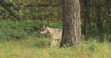 Beyaz Rusya. Avrasya Ormanı Kurdu - Sonbahar Ormanında Koşan Canis Lupus