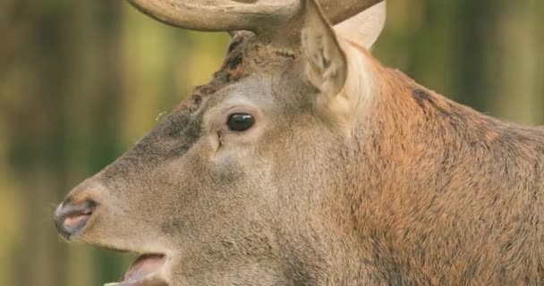 Bielorrússia. Veado vermelho europeu masculino ou Cervus Elaphus ter um rugido durante Rut. Veado vermelho habita a maior parte da Europa, região das montanhas do Cáucaso, partes da Ásia. Veado macho rugindo na floresta de outono — Vídeo de Stock