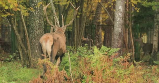 Fehéroroszország. Férfi európai vörös szarvas vagy Cervus Elaphus sétál őszi erdőben. A Vörös Szarvas Európa nagy részén, a Kaukázus-hegységben, Ázsia egyes részein él. — Stock videók