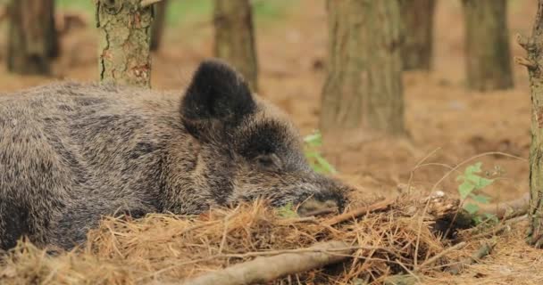 白俄罗斯。野猪或Sus Scrofa，也被称为野猪，欧亚野猪在秋天的森林里睡觉。野猪是欧亚许多地区特有的一种动物 — 图库视频影像