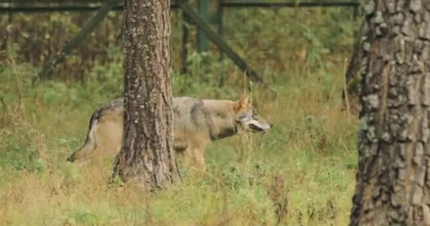 Bělorusko. Les Eurasian Wolf - Canis Lupus běží v podzimním lese — Stock video