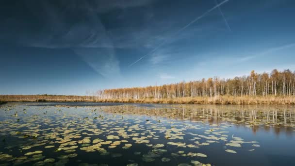 Berezinsky, Biyosfer Rezervi, Belarus. Güz manzarası, Göl Nehri ve Güzel Birch Ormanı başka bir nehir kıyısında. Sarı ağaçlar ve turuncu yapraklar güneşli bir günde yetişir. — Stok video
