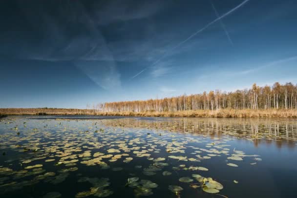 Berezinsky, Rezerwat Biosfery, Białoruś. Jesienny krajobraz z jeziorem Staw Rzeka i piękny las brzozowy na innym brzegu rzeki. Drzewa Drzewa z żółtymi i pomarańczowymi kolorami Liście w słoneczny dzień — Wideo stockowe