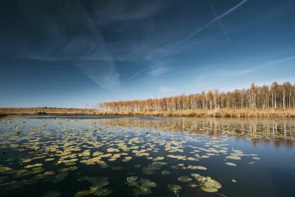 Березинский, Биосферный заповедник, Беларусь. Autumn Landscape with Lake Pond River and Beautiful Birch Forest on Another Riverside. Деревья леса с желтыми и апельсинами цвета листвы в солнечный день в — стоковое видео