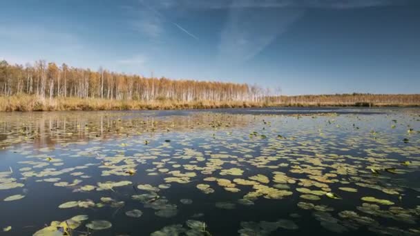 Березинский, Биосферный заповедник, Беларусь. Autumn Landscape with Lake Pond River and Beautiful Birch Forest on Another Riverside. Деревья леса с желтыми и апельсинами цвета листвы в солнечный день в — стоковое видео