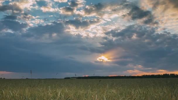 Sommerabend bei Sonnenuntergang über der ländlichen Weizenfeld-Landschaft. Dramatischer Himmel mit Regenwolken am Horizont — Stockvideo