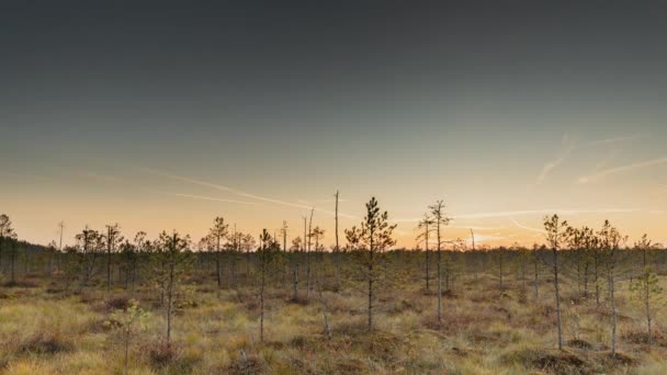 Berezinsky, Reserva da Biosfera, Bielorrússia. Outono amanhecer paisagem com pântano pântano durante o pôr do sol. Árvores escuras Silhuetas — Vídeo de Stock