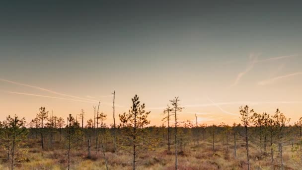 Березинский, Биосферный заповедник, Беларусь. Осенний пейзаж рассвета с болотом во время заката. Темные силуэты деревьев — стоковое видео