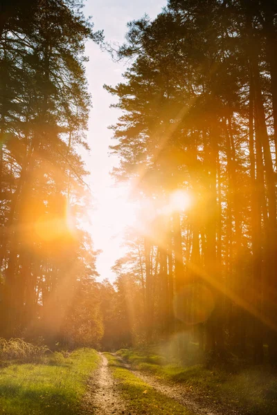 Sun Shining Above Forest Lane, Country Road, Path, Walkway Throu