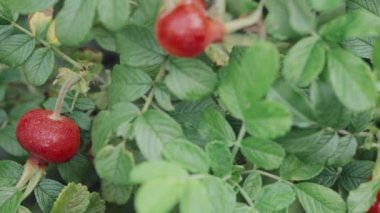 Kırmızı gül kalçası ya da gül kalçası, Rose Haw olarak da bilinir ve Rose Hepatit...