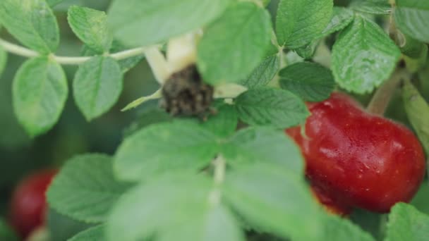 Бедро красной розы или шиповник, также называемый Роуз Хо и гепатит розы, является — стоковое видео