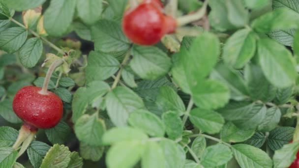 Red Rose Hip ou Rosehip, também chamado de Rose Haw e Rose Hep, é um — Vídeo de Stock