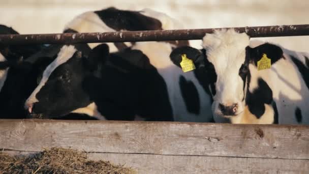 Vacas terneros comen alimentos verdes en la granja . — Vídeos de Stock