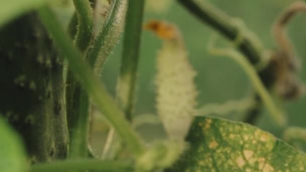 Pepinos verdes orgánicos que crecen en las viñas en el jardín vegetal — Vídeo de stock