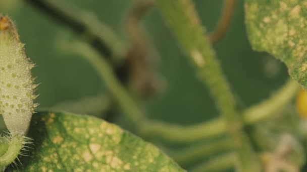 Βιολογικά Πράσινα Αγγούρια Που Καλλιεργούνται Αμπέλια Στον Κήπο Λαχανικών — Αρχείο Βίντεο