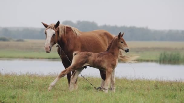 Brown Horse And Foal Young Horse Grazing On Green Meadow Near River In Summer Day. — Stock Video
