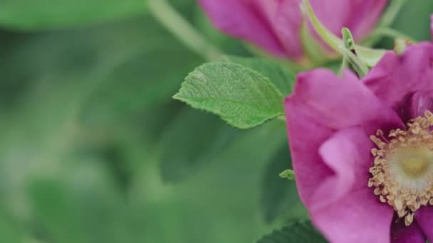 バラのピンクの花。バラはウディ多年草の花ですGenus Rosa, In The Family Rosaceae, or The Flower It Bears — ストック動画