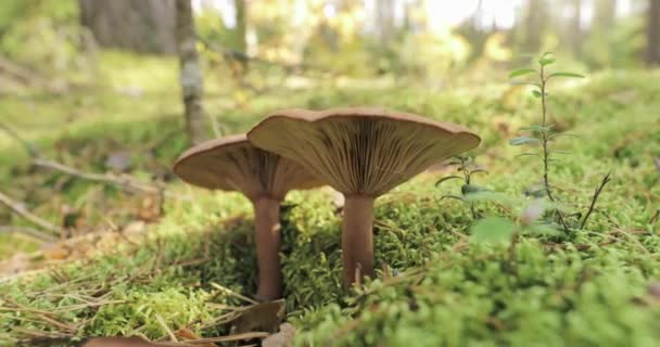 Paxillus Involutus In Herfstbos in Wit-Rusland. Bruine walsrand, gewone walsrand, of giftige Pax, is een basidiomycete schimmel — Stockvideo