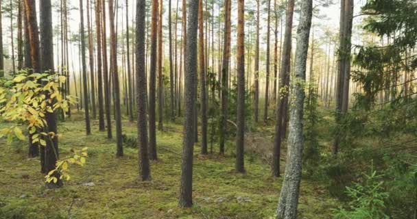 Vacker höstbarrskog. Tallskog i skogslandskapet — Stockvideo