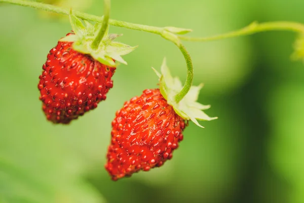 Red Fragaria, Wild Strawberries. Growing Organic Wild Ripe Straw