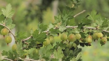 Yeşil Bektaşi üzümü. Bektaşi üzümü dalında organik böğürtlen yetiştiriyorum. Meyve bahçesinde olgun Bektaşi üzümü