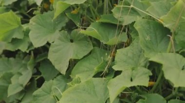 Bahçedeki salatalık bitkileri. Çiçek açan bitkiler