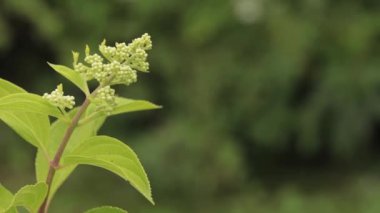 Hydrangea 'nın Tomurcukları Paniklemiş Siebold Fantom. Paniklenmiş Ortanca