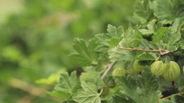 Grosellas Verdes Frescas Growing Organic Berries Closeup Branch Gooseberry Bush — Vídeos de Stock