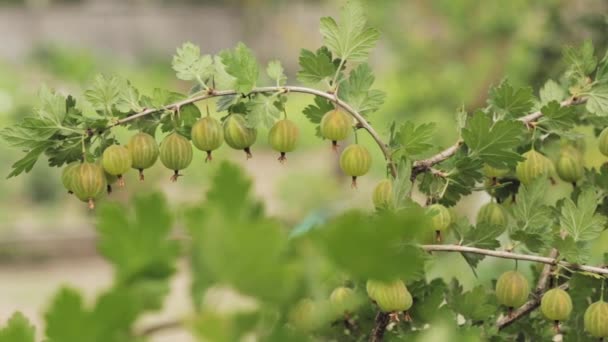 Grosellas verdes. Growing Organic Berries Closeup On A Branch Of Gooseberry Bush. Grosella madura en jardín de frutas — Vídeos de Stock