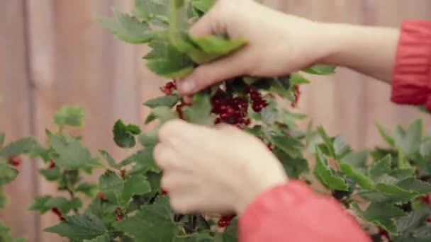 Rijpe rode bessen rode bessen liggen in de Ladys Palm tijdens het plukken van bessen in de fruittuin. Zomeroogstconcept. Sluiten — Stockvideo