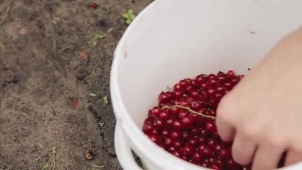 Femme laisse tomber un groseille rouge baies de groseille dans un seau lors de la cueillette de baies. Cueillette de baies dans le jardin fruitier. Concept de récolte d'été. Gros plan — Video