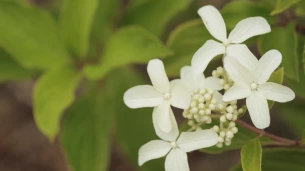 Witte bloemen van hortensia Paniculata Siebold Phantom. Gepaniceerd — Stockvideo
