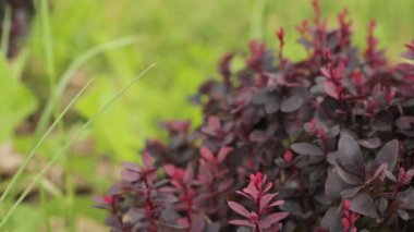 Berberis Thunbergii 'nin Bush' unda Japon Böğürtlen Yaprakları