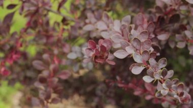 Berberis Thunbergii 'nin Bush' unda Japon Böğürtlen Yaprakları