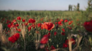 Baharın güneşli bir gününde tarlada açan kırmızı gelincik çiçekleri